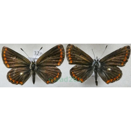 Aricia agestis (Denis & Schiffermüller, 1775) pair Modraszek agestis Poland32n